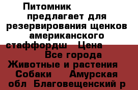 Питомник KURAT GRAD предлагает для резервирования щенков американского стаффордш › Цена ­ 25 000 - Все города Животные и растения » Собаки   . Амурская обл.,Благовещенский р-н